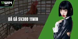 Đá Gà SV388 11WIN - Trận Đấu Kịch Tính Và Tỷ Lệ Hấp Dẫn