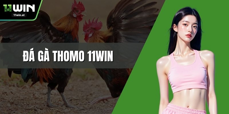 Đá Gà Thomo 11WIN – Tham Gia Đấu Trường Chọi Kê Kịch Tính