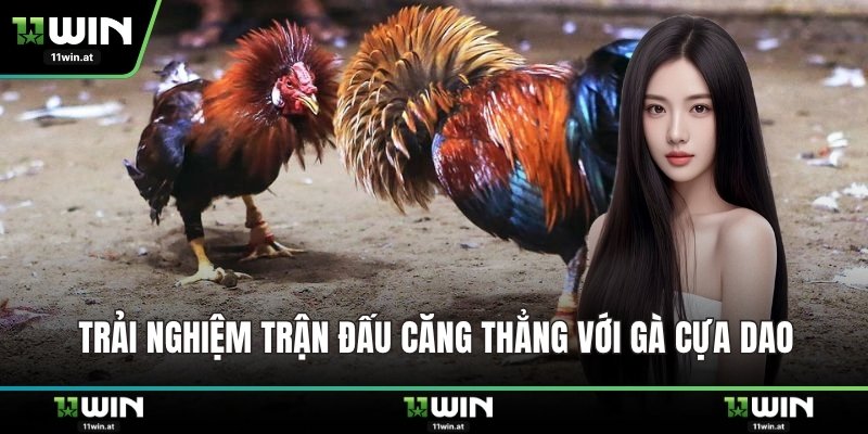 Trải nghiệm trận đấu căng thẳng với gà cựa dao